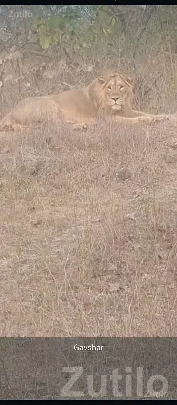 Wildlife View Land Plot near Forest Belt - જમીન અને પ્લોટ - કોડીનાર - Image 1