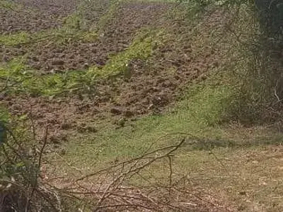1 Vidho Agricultural Land for Sale 1 Vidho Agricultural Land for Sale
