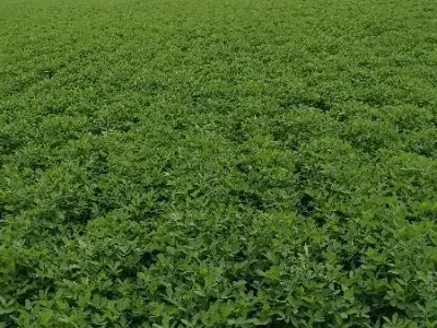 કુછડી રૉડ ટશ જમીન વૅશવાની શૅ 26વીધા