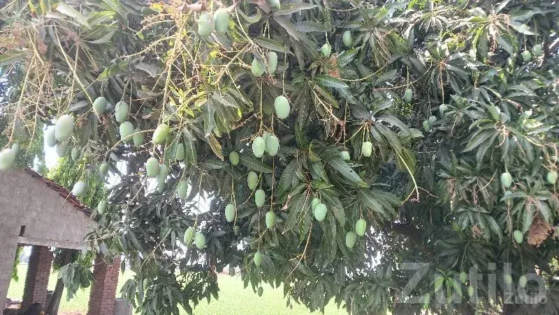 Kesar Mango Orchard Land Available - જમીન અને પ્લોટ - વિસાવદર - Image 2