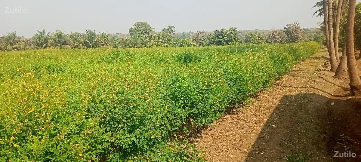 જમીન - Land & Plots - Somnath - Image 2