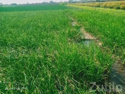 Upleta 10.9 Vigha Fertile Farm Land Upleta 10.9 Vigha Fertile Farm Land