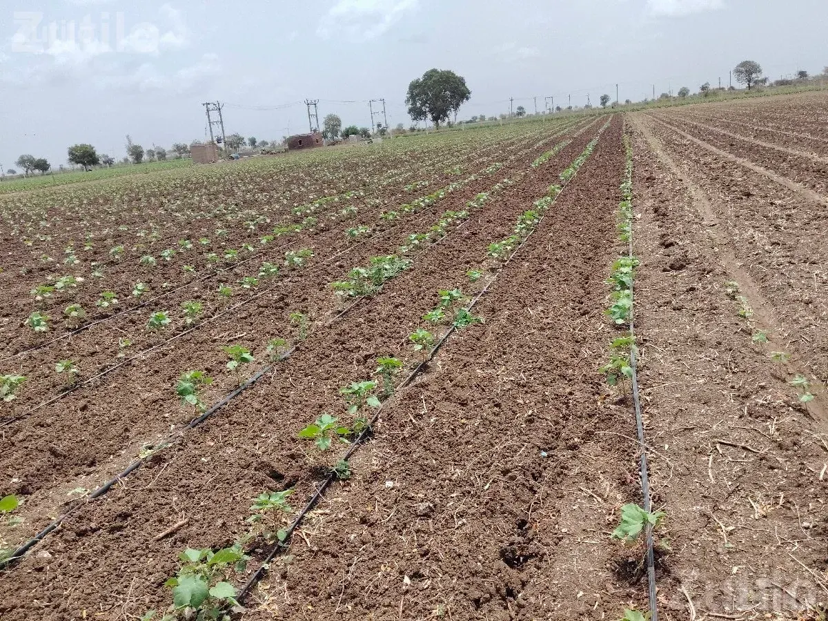 Agricultural Land Plot for Sale - જમીન અને પ્લોટ - વાંકાનેર - Image 2
