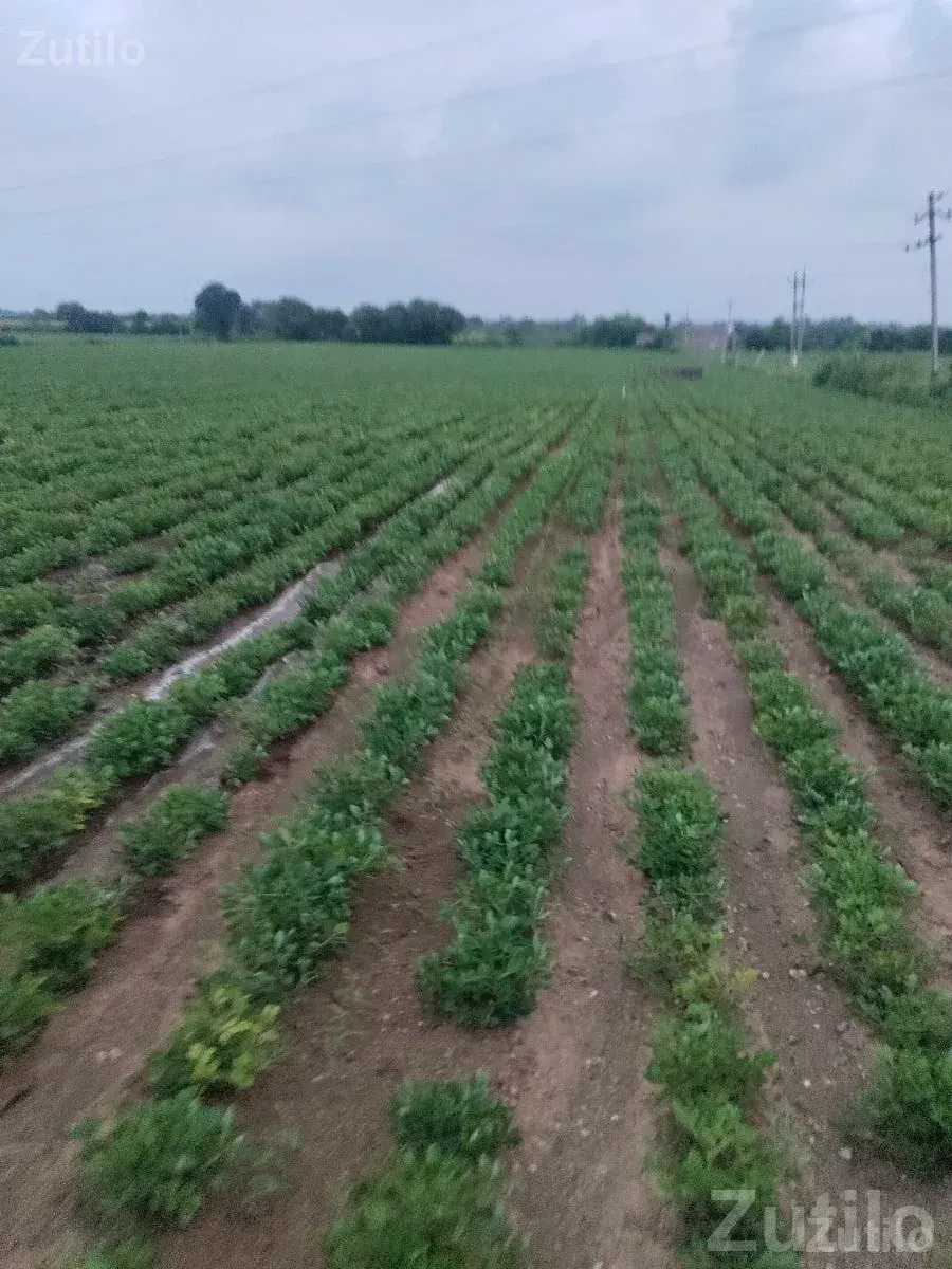 Fertile Agriculture Land for Sale, Talala - જમીન અને પ્લોટ - તલાલા - Image 3