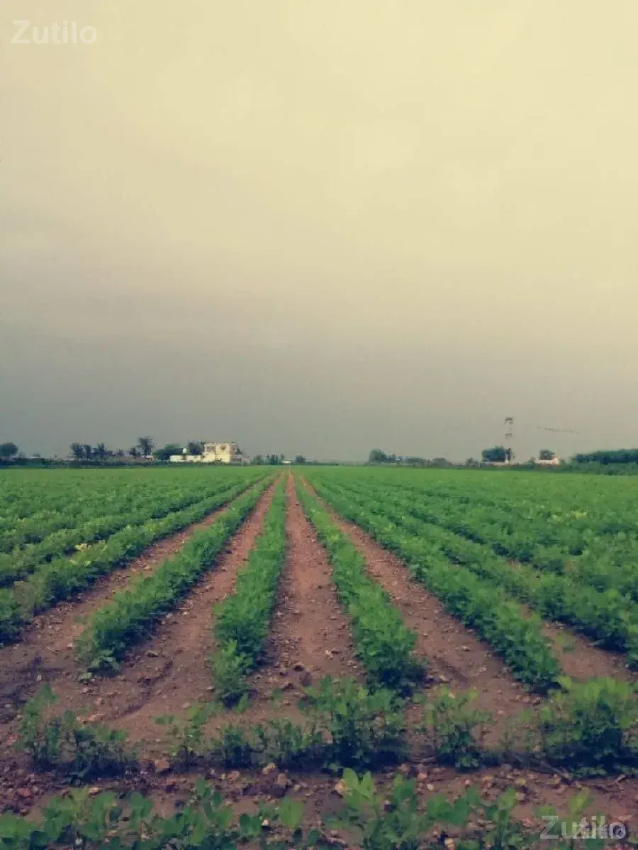 Jamin vesvani se - જમીન અને પ્લોટ - પાટણ શહેર - Image 2