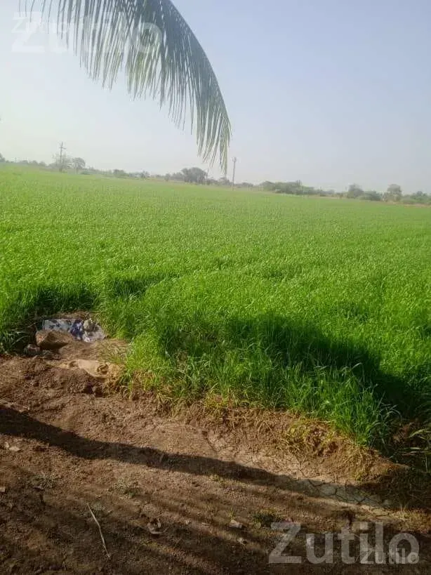 20 Vigha Agricultural Land for Sale Near Manavadar - Land & Plots - Junagadh City - Image 4