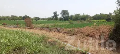 Fertile Agricultural Land in Songadh - જમીન અને પ્લોટ - સોનગઢ - Image 2
