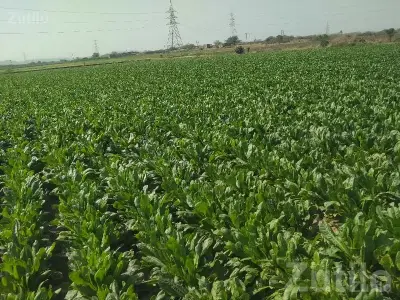 Lalpur Road-Touch Fertile Farm Land Lalpur Road-Touch Fertile Farm Land