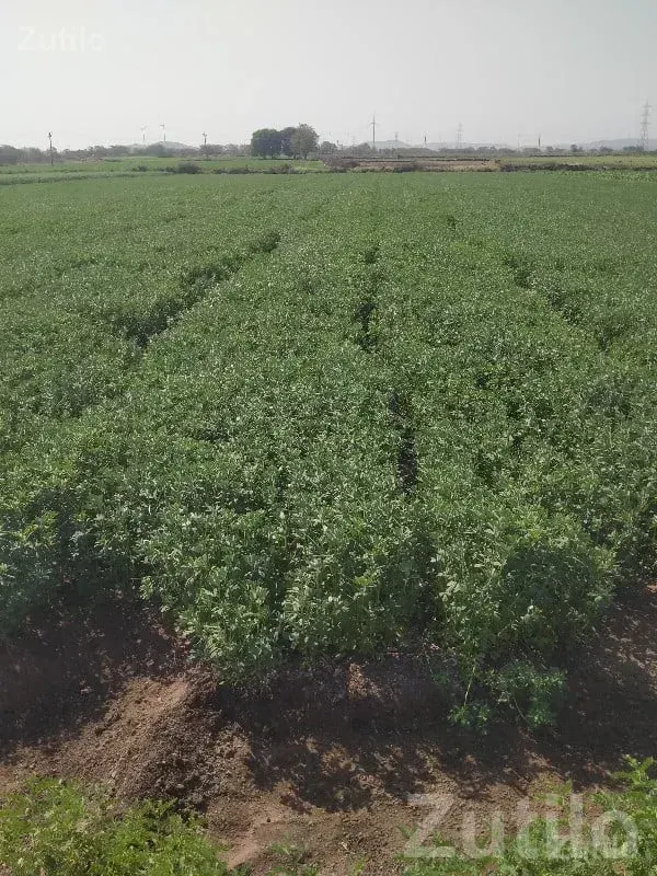 Lalpur Road-Touch Fertile Farm Land - જમીન અને પ્લોટ - લાલપુર - Image 2