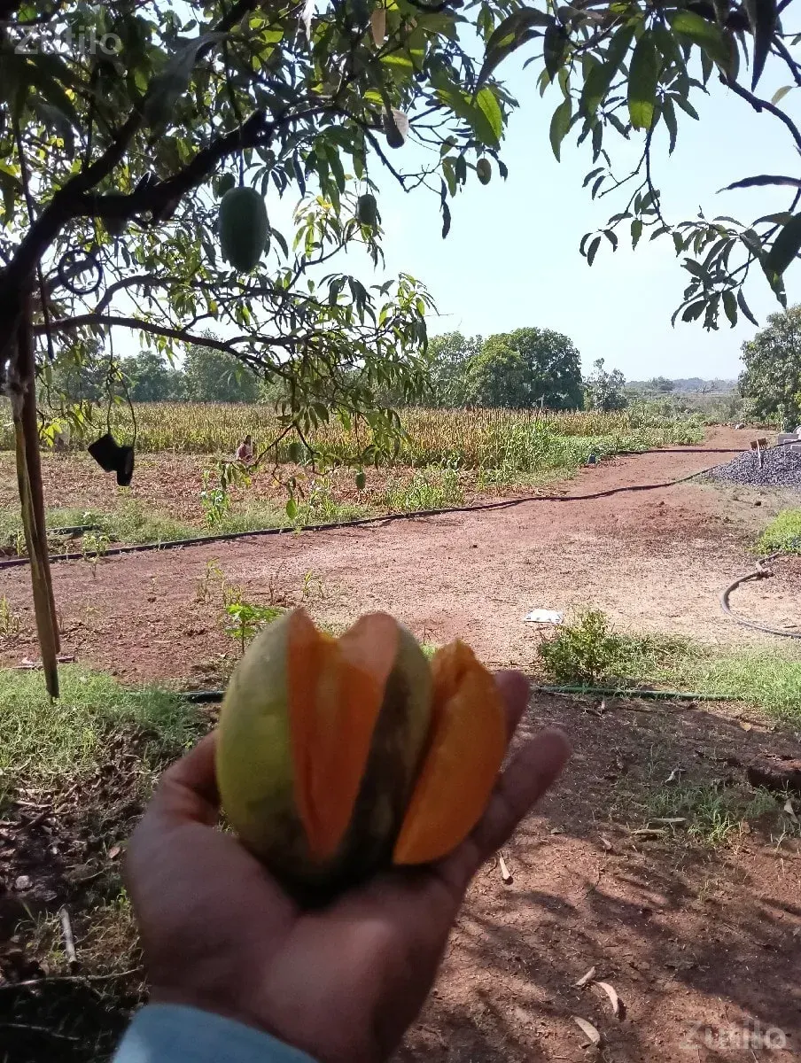 ખેતીની જમીન વેચવાની છે - Land & Plots - Somnath - Image 2