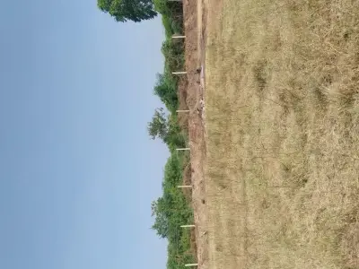 9 Vigha Agricultural Land with Water and Fencing 9 Vigha Agricultural Land with Water and Fencing