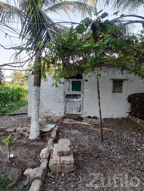 Fertile Green Agricultural Land Vanthali - Land & Plots - Vanthali - Image 2