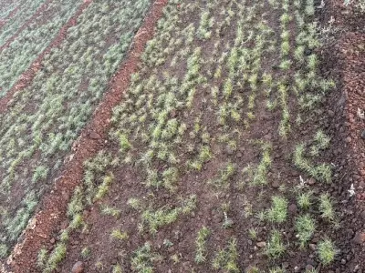 ખેતીની જમીન વેચાવ ખેતીની જમીન વેચાવ