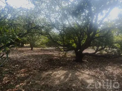 Talala Fertile Agricultural Orchard Land Talala Fertile Agricultural Orchard Land