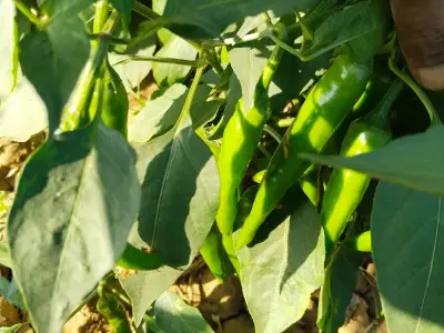 Dwarka Fertile Farm Land for Chilli Crop Dwarka Fertile Farm Land for Chilli Crop