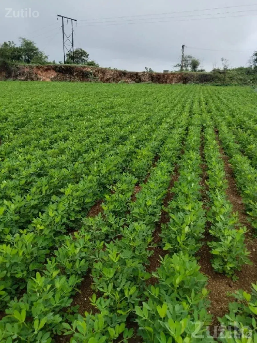 Fertile Green Farmland Plot for Sale - Land & Plots - Talala - Image 3
