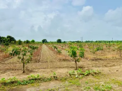 7.5 vigha amba no bagicho state highway touch 7.5 vigha amba no bagicho state highway touch