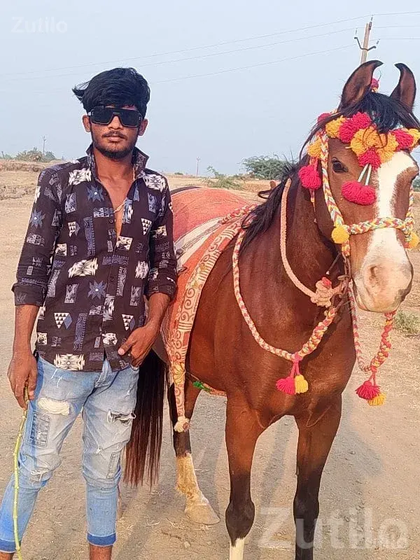 Decorated Riding Horse for Sale - Miscellaneous - Manavadar - Image 2