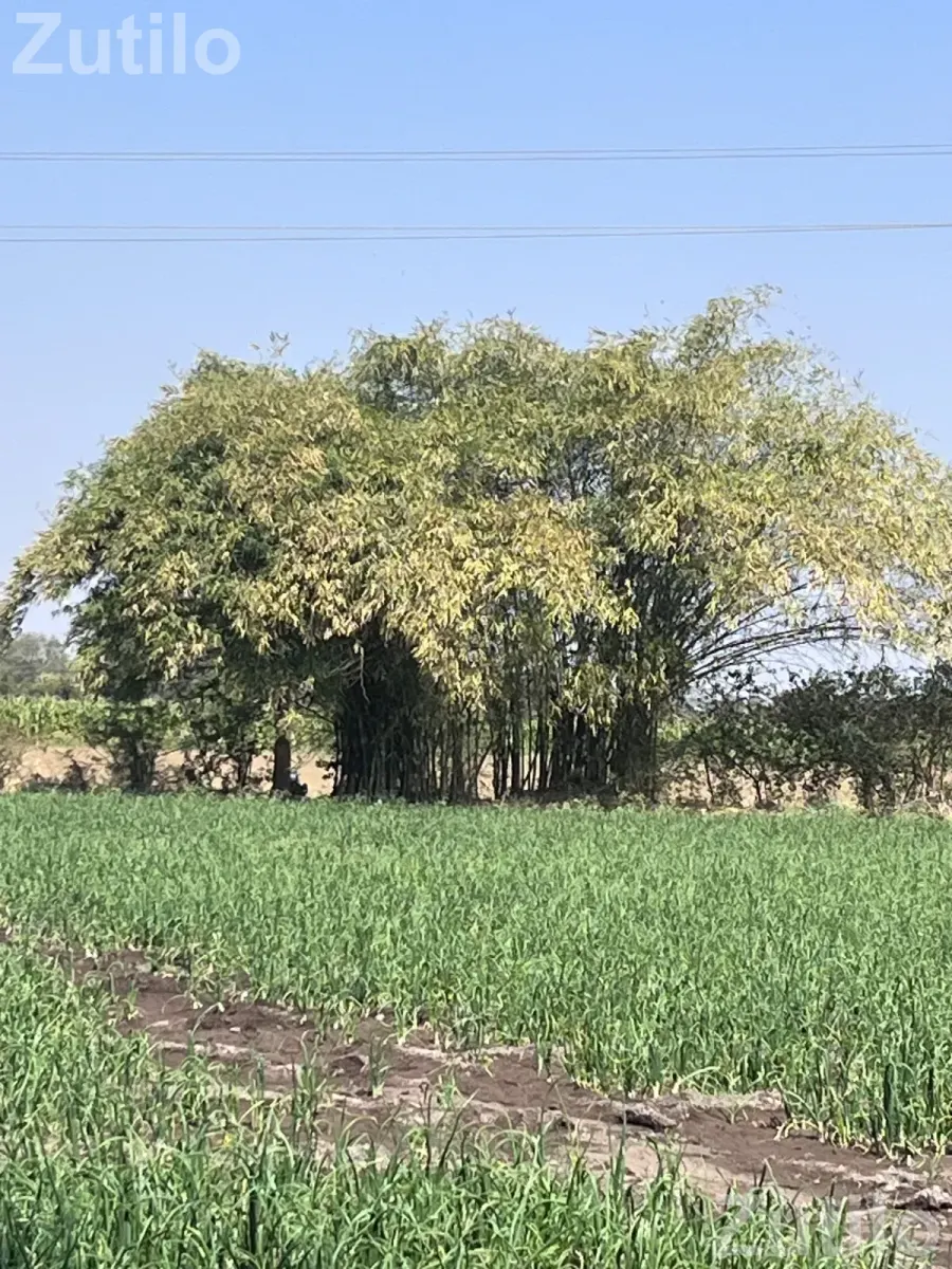 Lila vash vechvana che - વિવિધ - રાજકોટ શહેર - Image 3