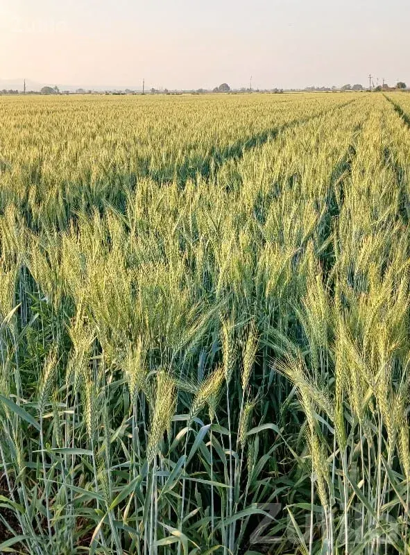 24.5 Bigha Agricultural Land with Well - Land & Plots - Upleta - Image 2