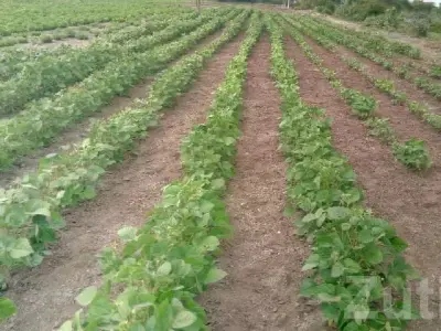Fertile Agricultural Land in Rajkot Fertile Agricultural Land in Rajkot