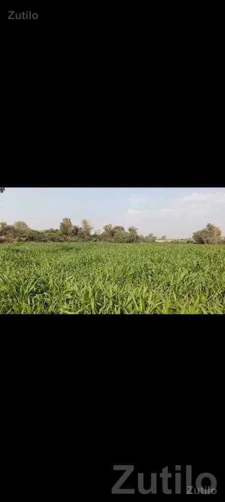 50 Guntha Agricultural Land for Sale - Land & Plots - Jamkandorna - Image 2