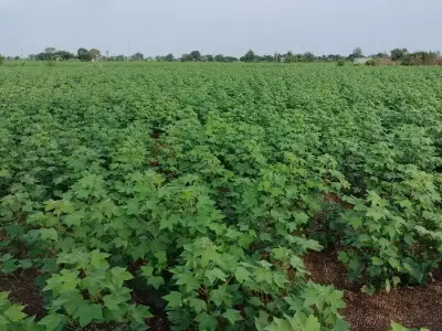 9 vigha pani vari