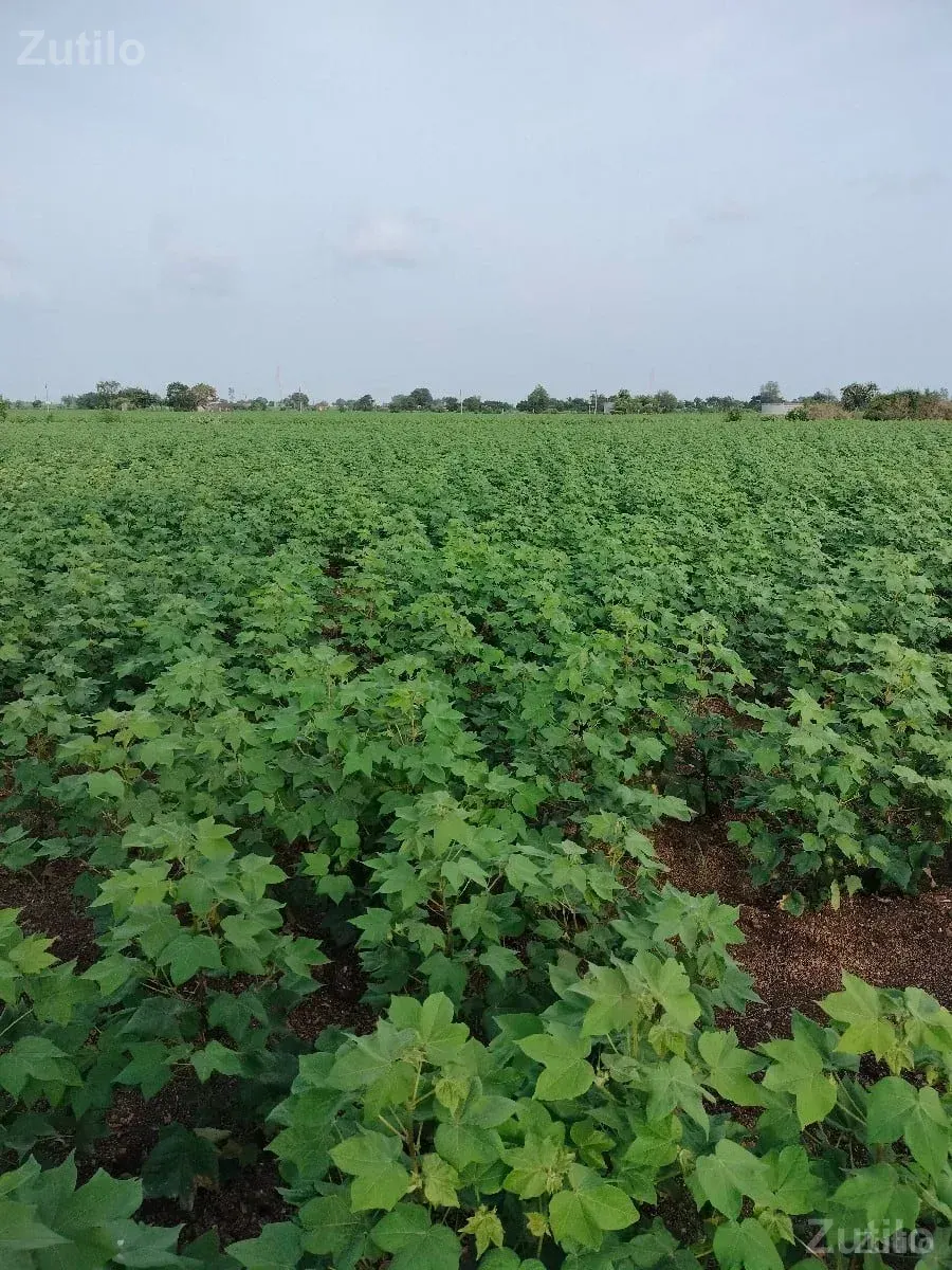 9 vigha pani vari - Land & Plots - Nizar - Image 1