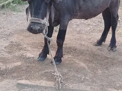 ખડેલી