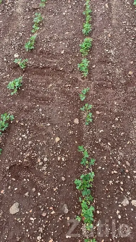 Jamjodhpur Agriculture Plot with Well - જમીન અને પ્લોટ - જામજોધપુર - Image 2