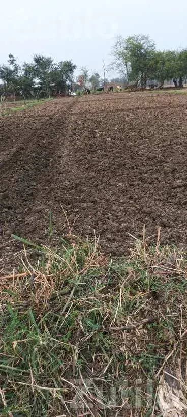 Agricultural Land Plot for Sale - Land & Plots - Anklav - Image 3