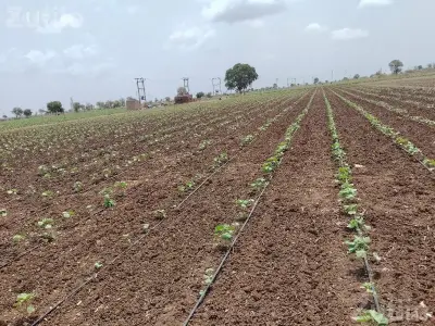 Agricultural Land Plot for Sale