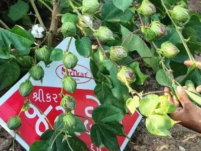 રીંજપર જમીન વેચવાની છે રીંજપર જમીન વેચવાની છે