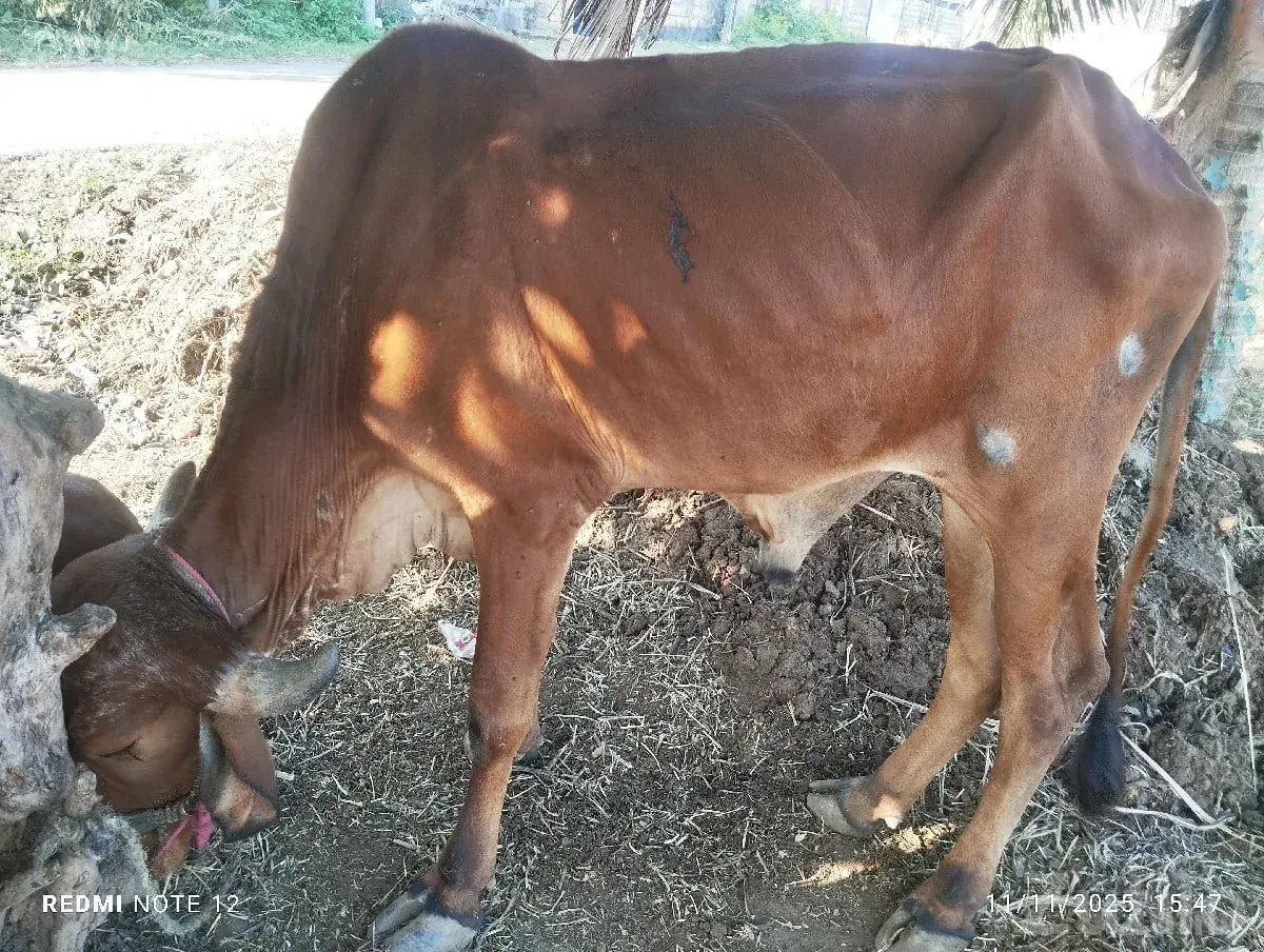 Green Agricultural Farm Land for Sale - જમીન અને પ્લોટ - કોડીનાર - Image 2