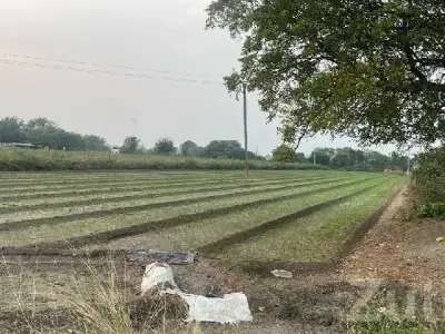 Fertile Agricultural Land in Rajkot Fertile Agricultural Land in Rajkot
