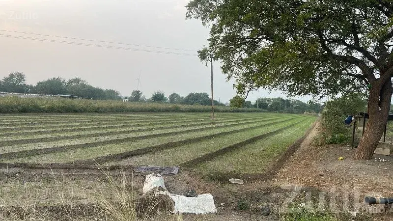 Fertile Agricultural Land in Rajkot - Land & Plots - Rajkot City - Image 1