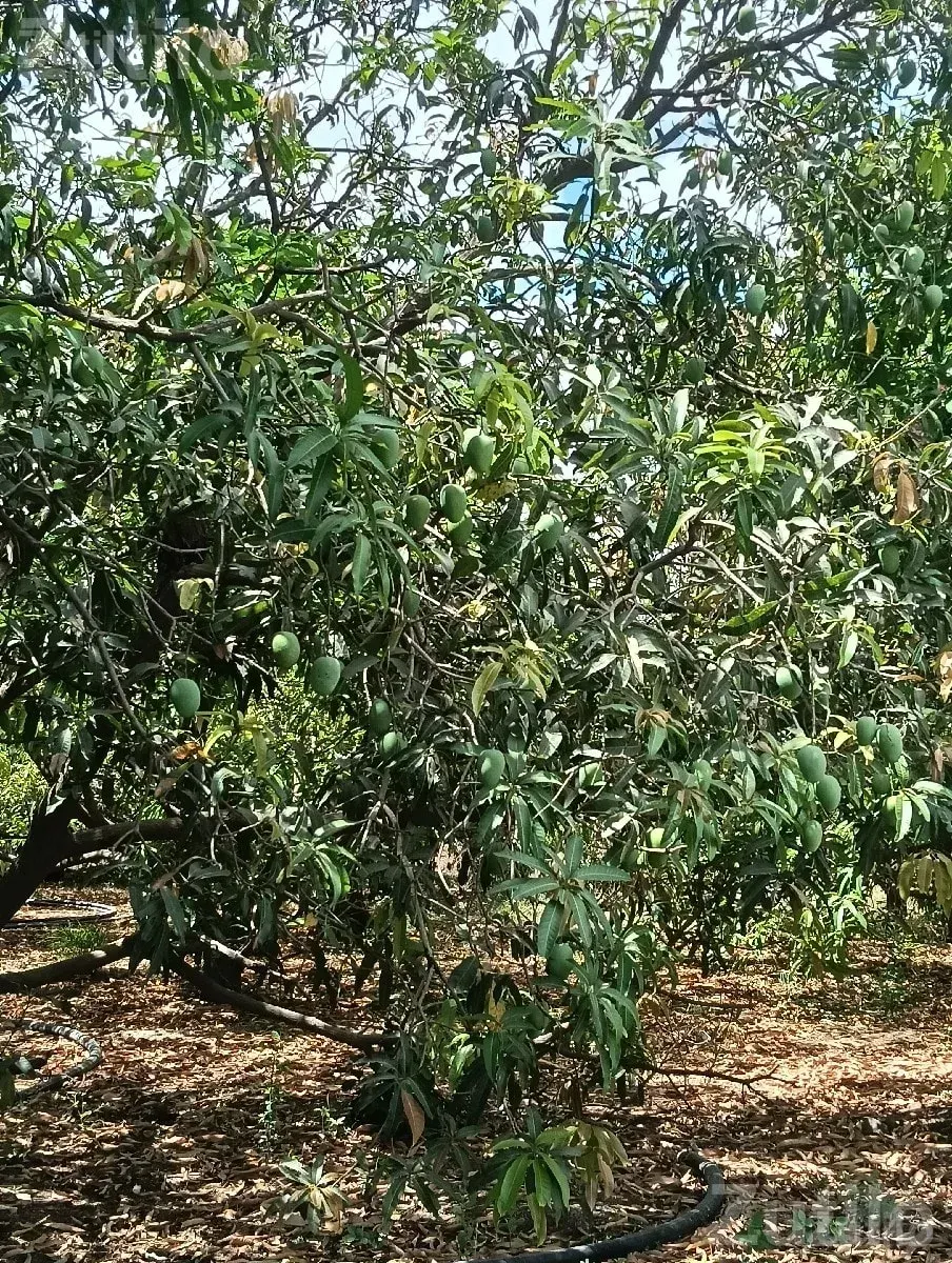 Mango Orchard Contract with 50 Trees - જમીન અને પ્લોટ - જુનાગઢ - Image 2