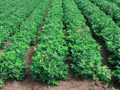Agricultural Land Plot No. 66 for Sale Agricultural Land Plot No. 66 for Sale