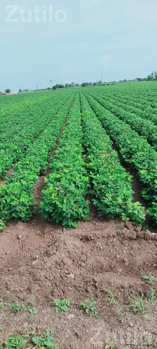 Agricultural Land Plot No. 66 for Sale - જમીન અને પ્લોટ - ગોંડલ - Image 1