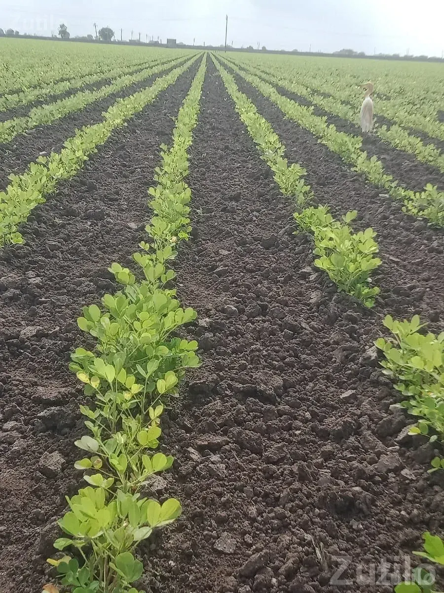 Fertile Agricultural Land in Kutiyana - Land & Plots - Kutiyana - Image 2
