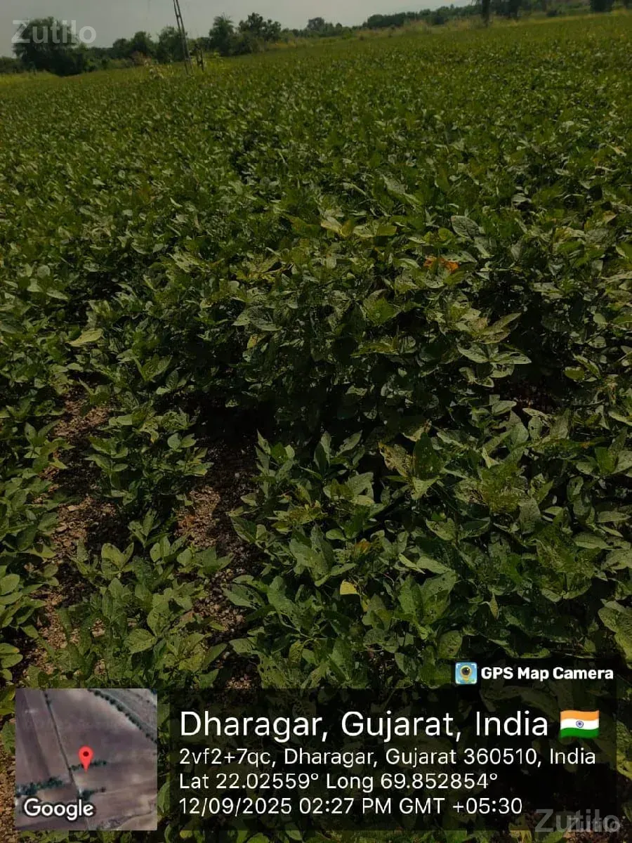 6 વિઘા ને 5 ગુઠા - Land & Plots - Bhanvad - Image 1