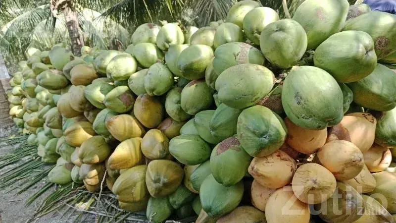 Coconut Orchard for Yearly Lease - Land & Plots - Mangrol - Image 2