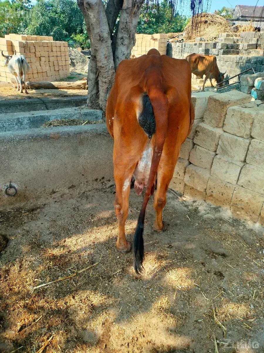 ગાય વેચવાની છે - કાર - માણાવદર - Image 2