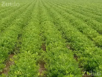 14 Vigha Agricultural Land for Sale 14 Vigha Agricultural Land for Sale
