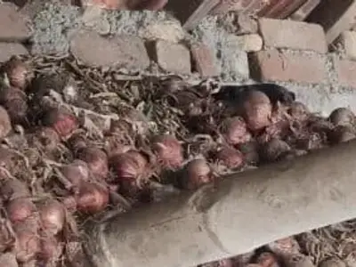 લાલ કાંજી લાલ કાંજી