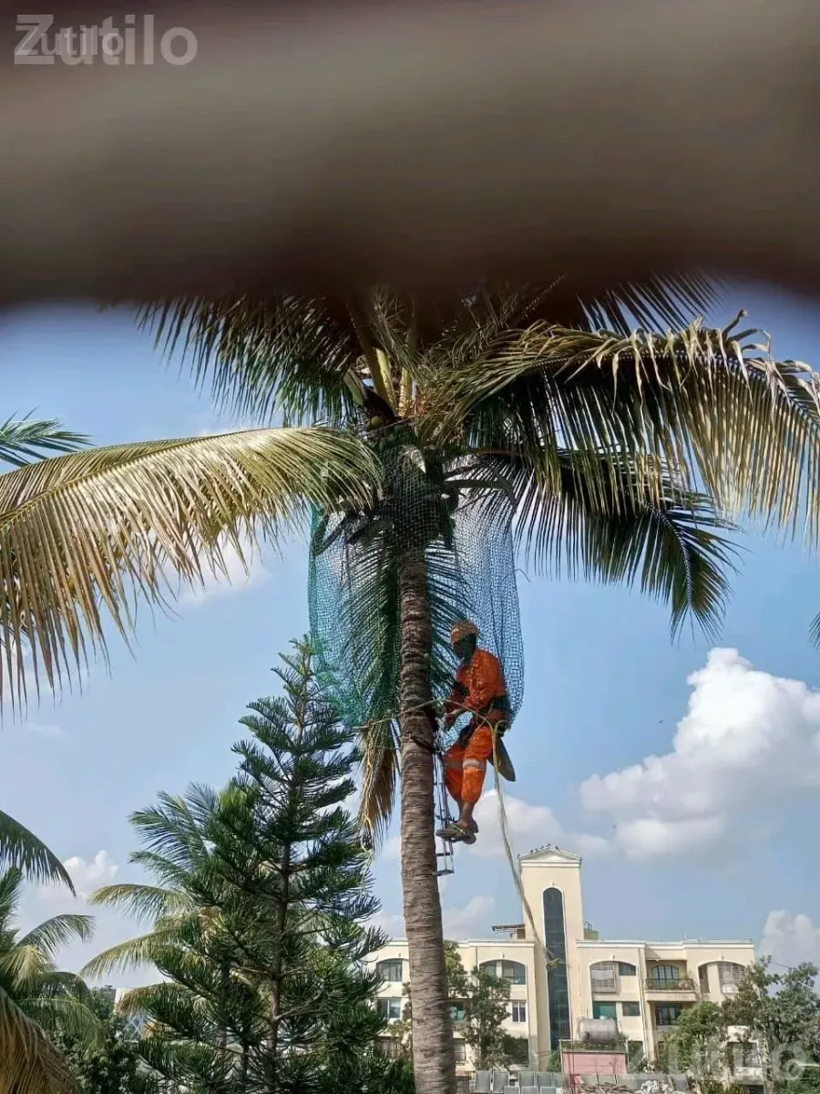 Coconut Tree Climbing and Cutting Service - Home Repair - Nadiad - Image 4