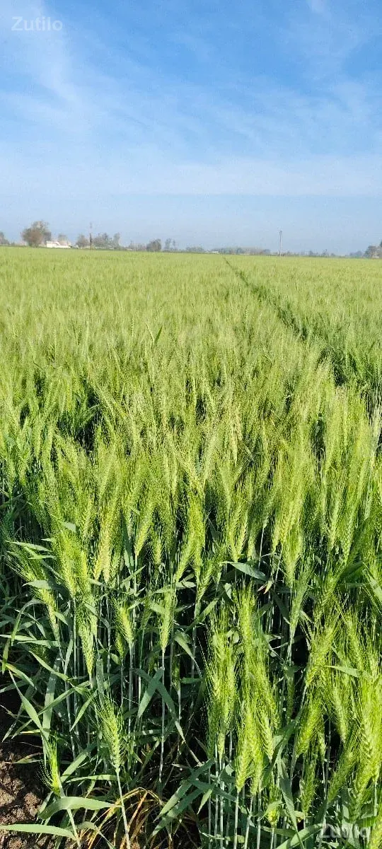 જમીન લેવા તેમજ દેવા માટે - Land & Plots - Dhari - Image 2