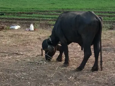 8વીધા જમીન   છે