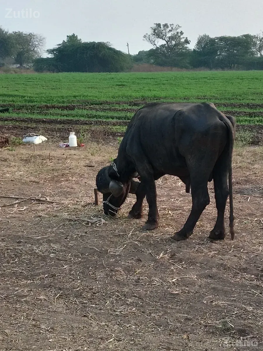 8વીધા જમીન છે - જમીન અને પ્લોટ - મહુવા - Image 1