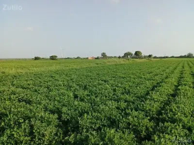 વેચવાની વેચવાની